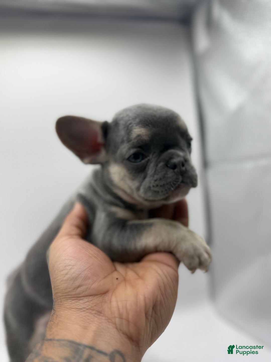 French Bulldog dogs for sale: Princess - Ad 3