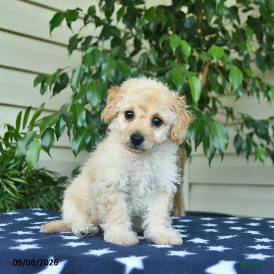 Bichpoo dogs Zachary  - Ad 1