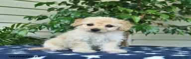 Zachary 