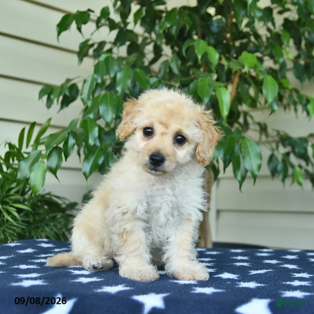 Bichpoo dogs for sale: Zachary  - Ad 1
