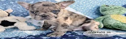 French Bulldog dogs for sale: James - Ad 3