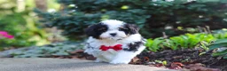 Cavapoo dogs for sale: Leo - Ad 9