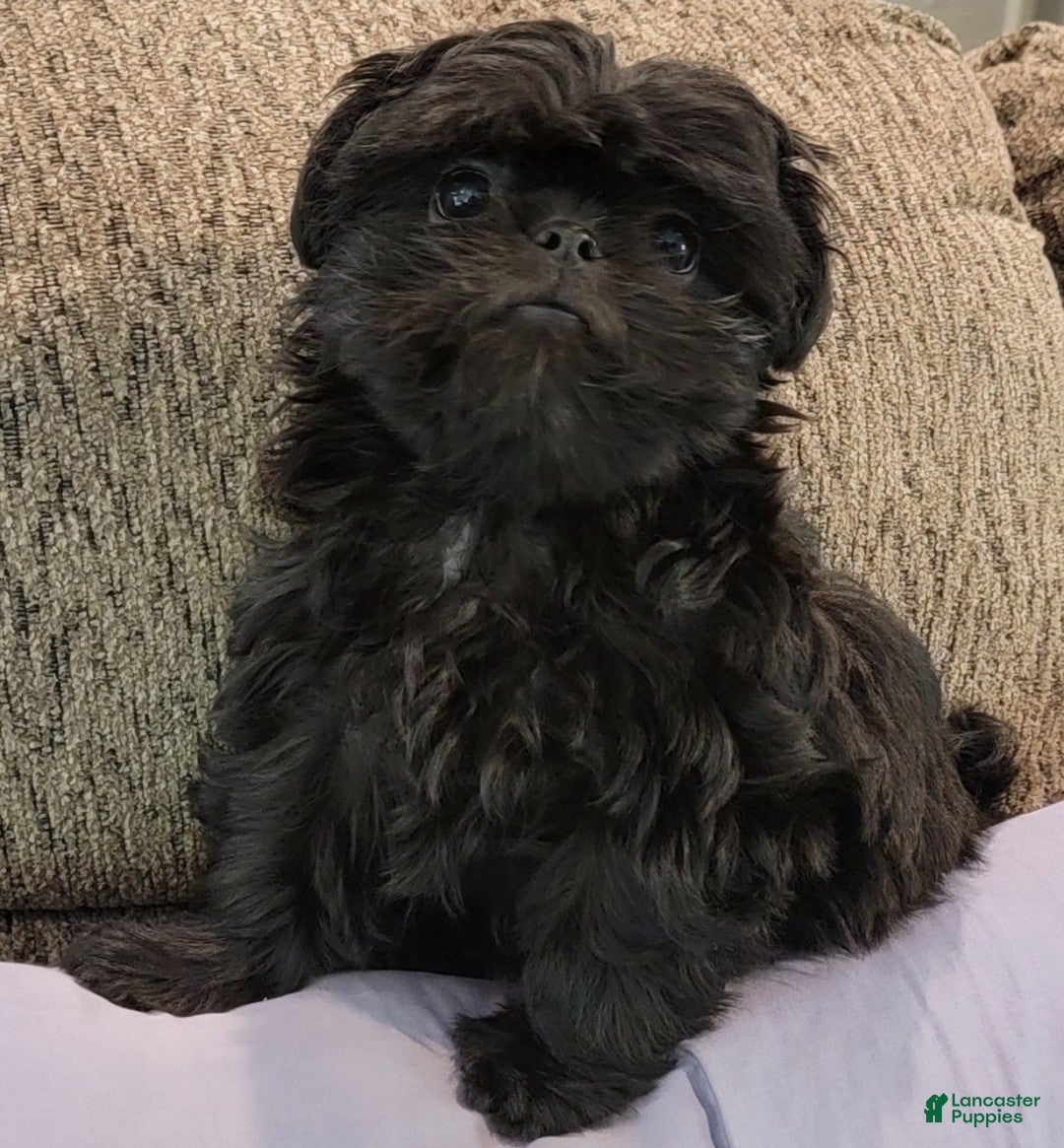 Shih Tzu dogs for sale: CHARLIE, Shih Tzu, Male, 10 weeks, AKC Champion Blood Line - Ad 22