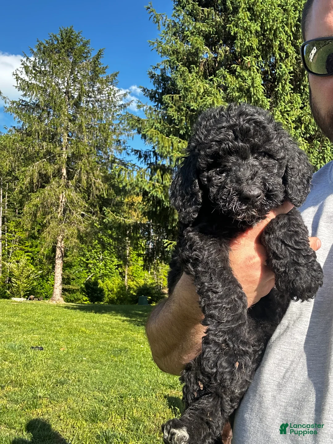 Mixed Breed dogs for sale: Rocky - Ad 2