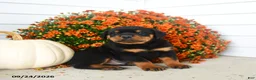 Rottweiler dogs for sale: Pretzel  - Ad 3