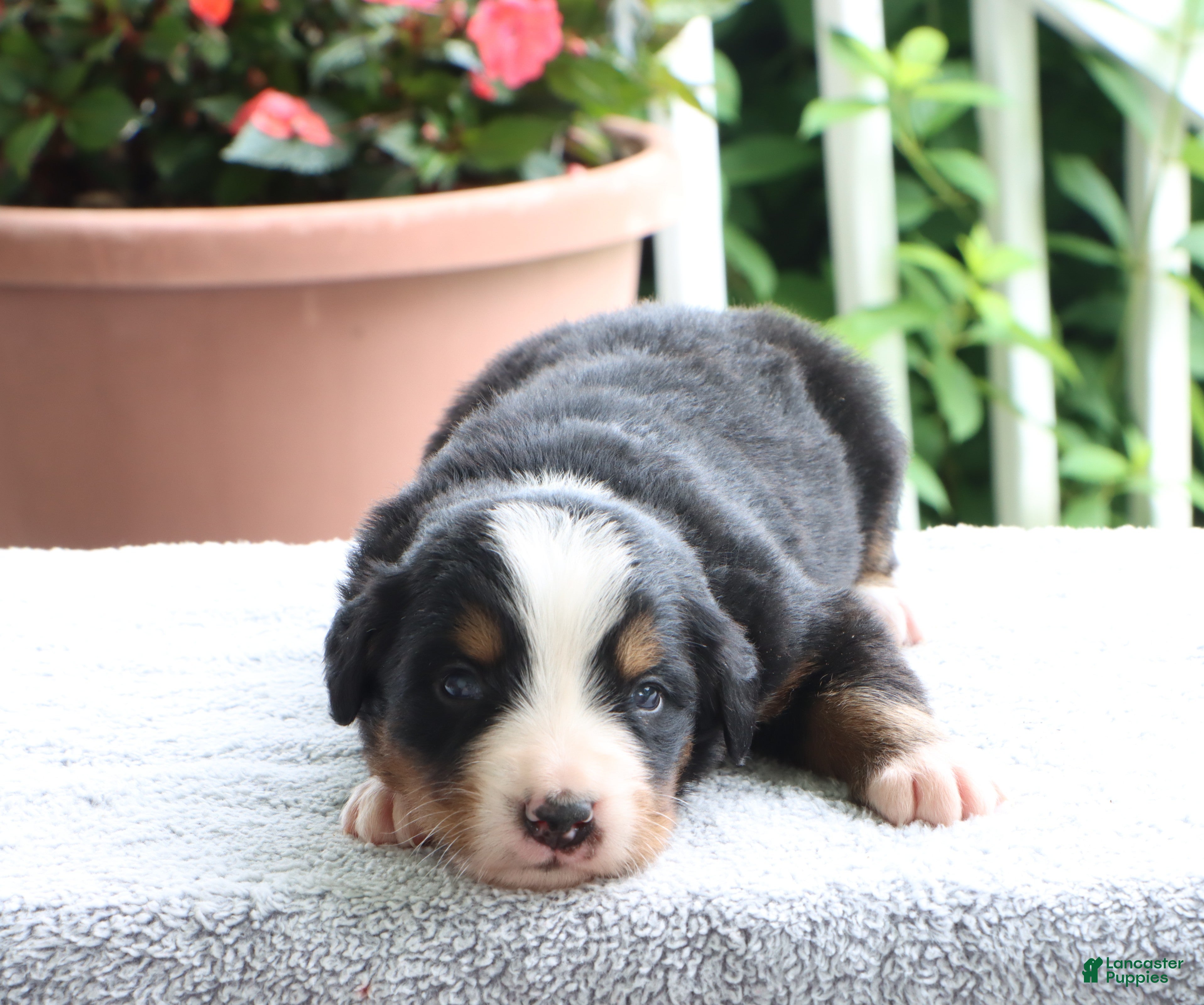 Bernese Mountain Dog dogs Katie - Ad 1