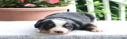 Bernese Mountain Dog dogs for sale: Katie - Ad 1