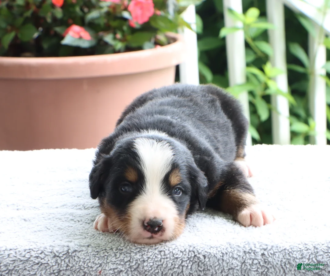 Bernese Mountain Dog dogs for sale: Katie - Ad 1