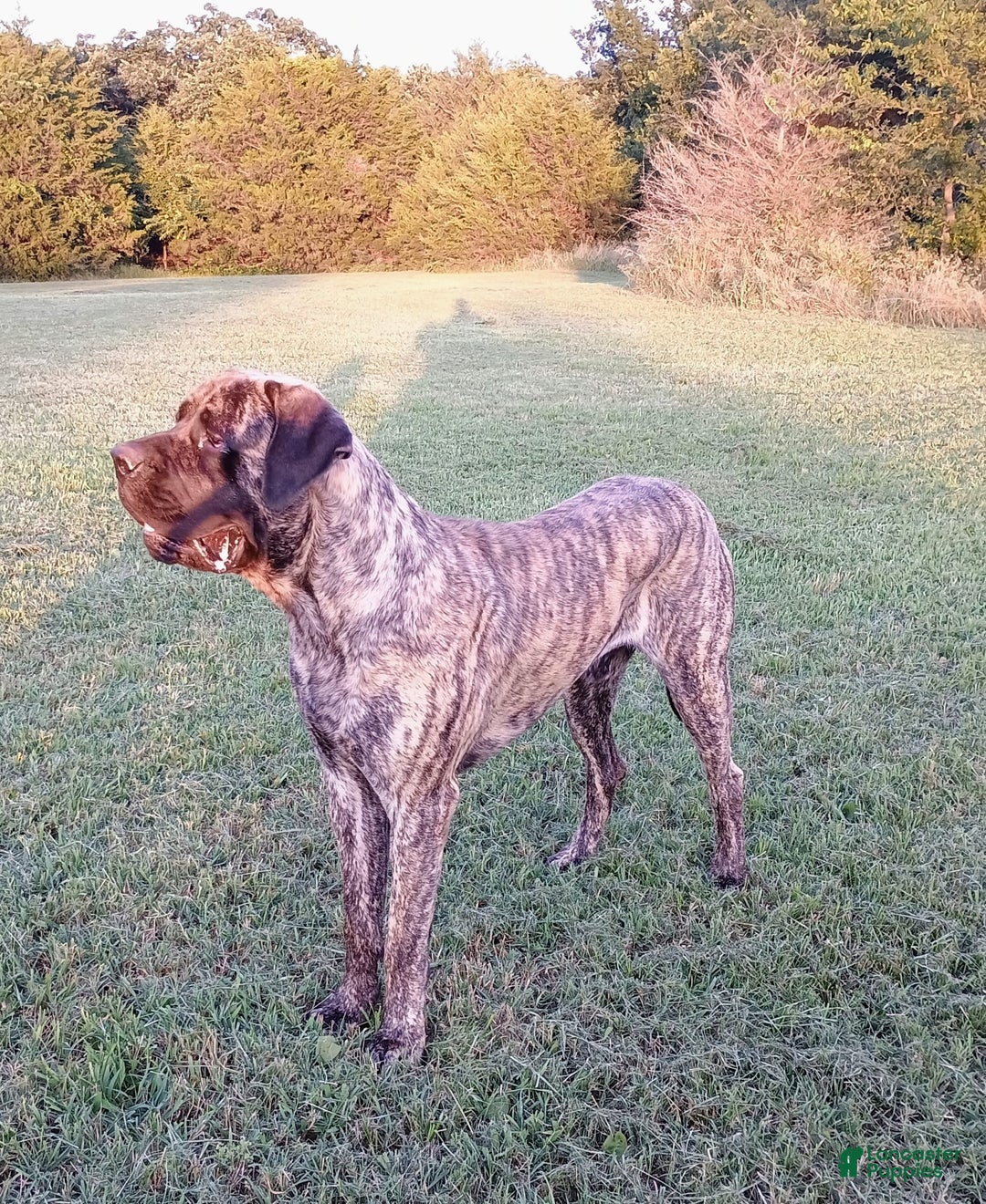Apricot Reverse Brindle English Mastiff English Mastiff Coat