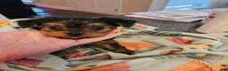 Yorkshire Terrier dogs for sale: Romeo - Ad 3