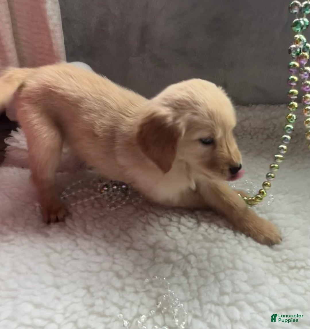 Golden Retriever dogs for sale: Emily  - Ad 4