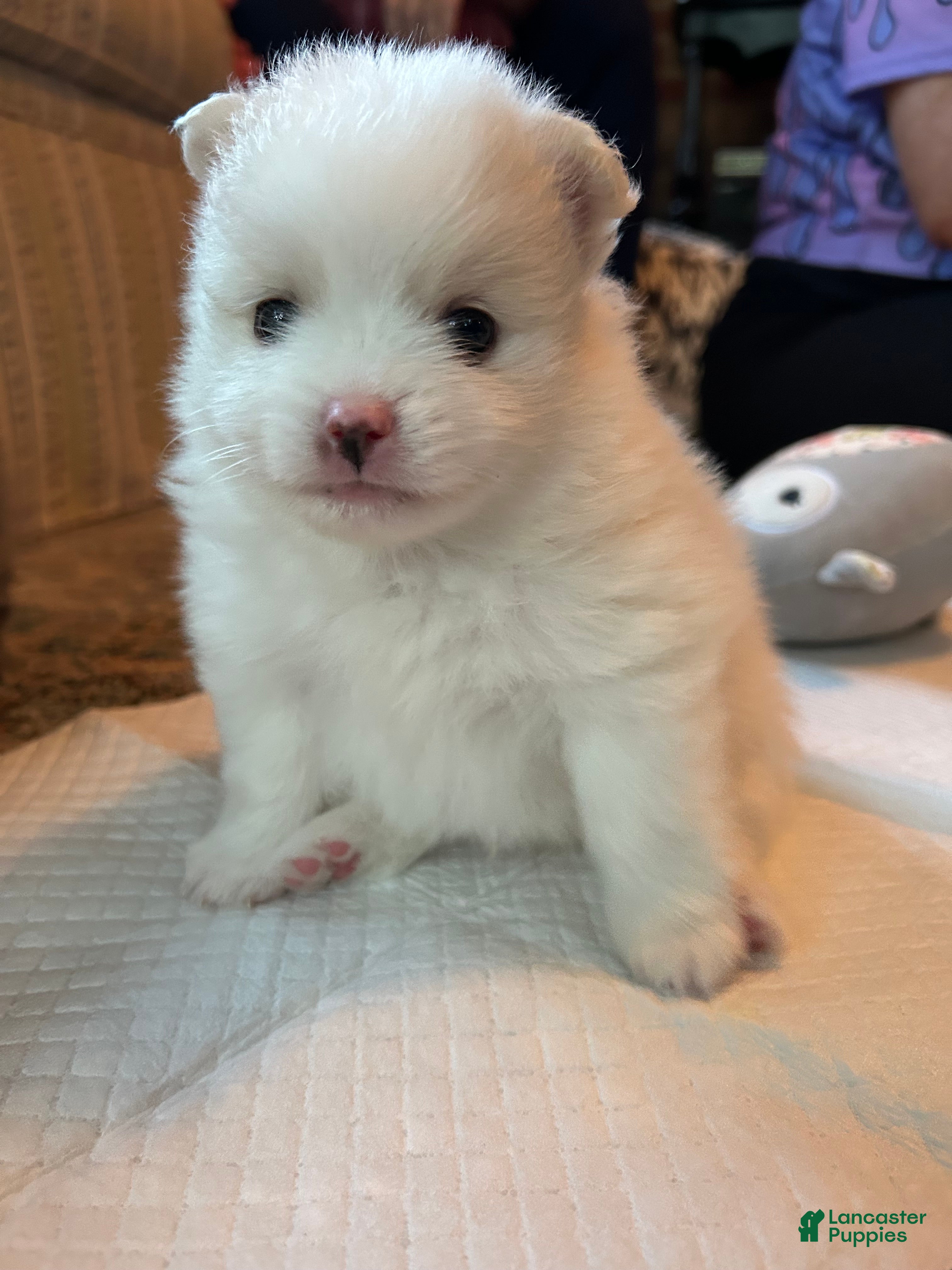 Pomeranian dogs Pomeranian 3 - Ad 1