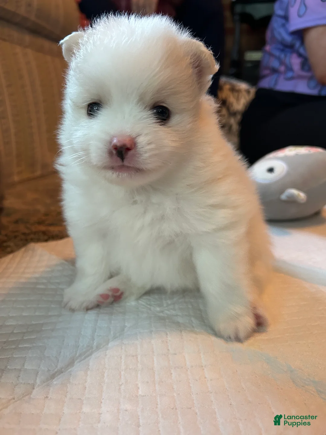 Pomeranian dogs for sale: Pomeranian 3 - Ad 1