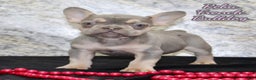 French Bulldog dogs for sale: Reba - Ad 1