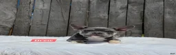 Frenchton dogs for sale: Drew - Ad 4