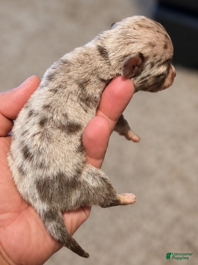 Chihuahua dogs for sale: Spots - Ad 2