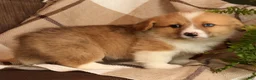 Welsh Corgi Pembroke dogs for sale: Jaime - Ad 5
