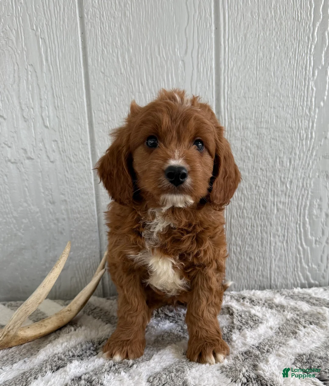 Mini Goldendoodle dogs for sale: Ricky - Ad 1