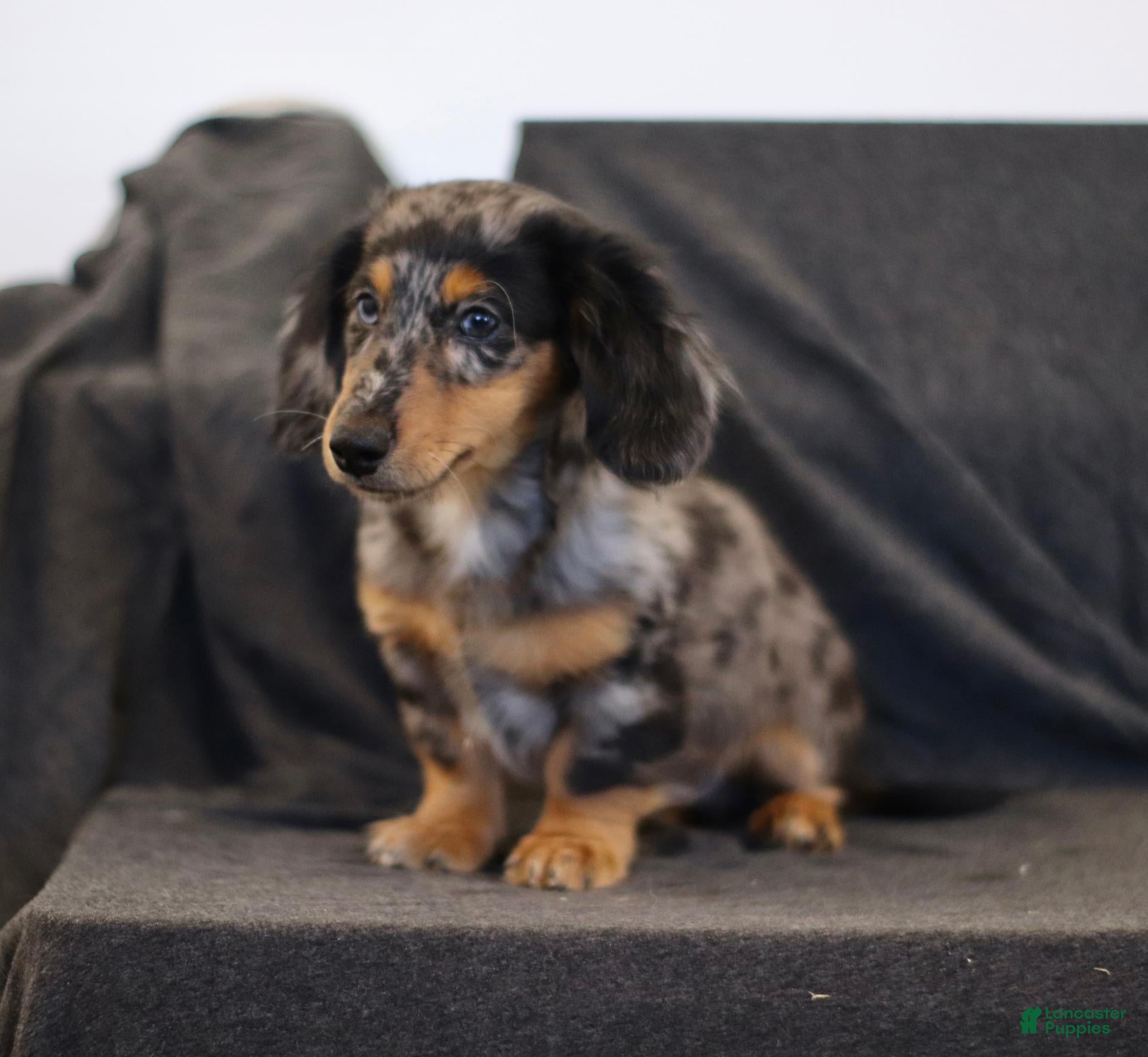 Miniature Dachshund dogs Gordon - Ad 2