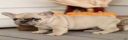French Bulldog dogs for sale: Roscoe  - Ad 3