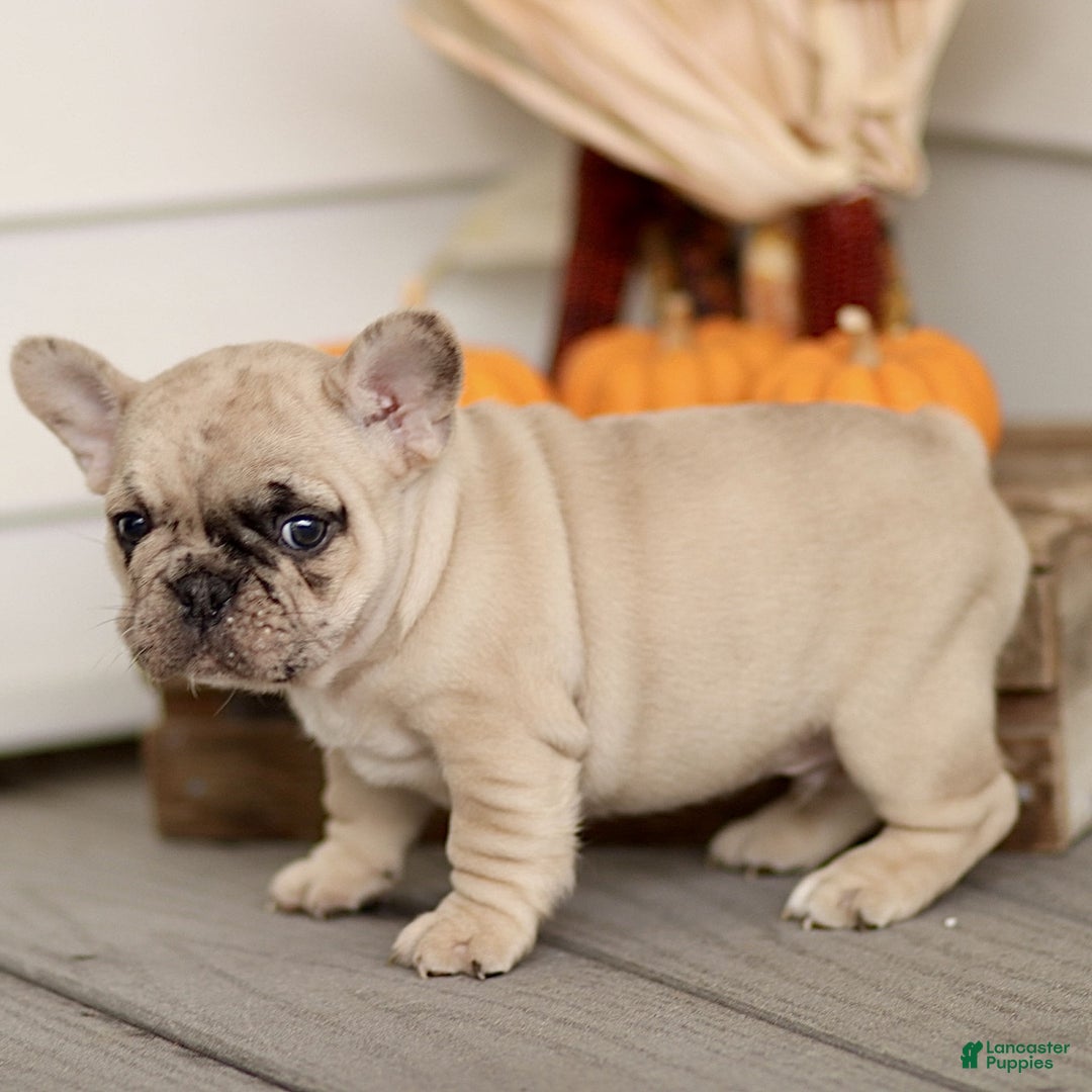 French Bulldog dogs for sale: Roscoe  - Ad 3