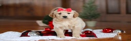 Golden Retriever dogs for sale: Honey - Ad 7