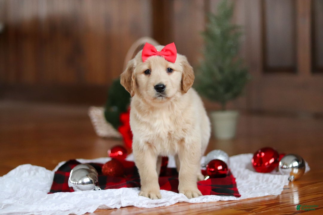 Golden Retriever dogs for sale: Honey - Ad 7