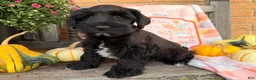 Miniature Schnauzer dogs for sale: Murphy - Ad 3