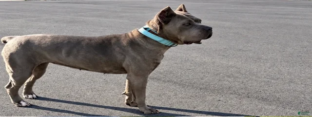 Dakota