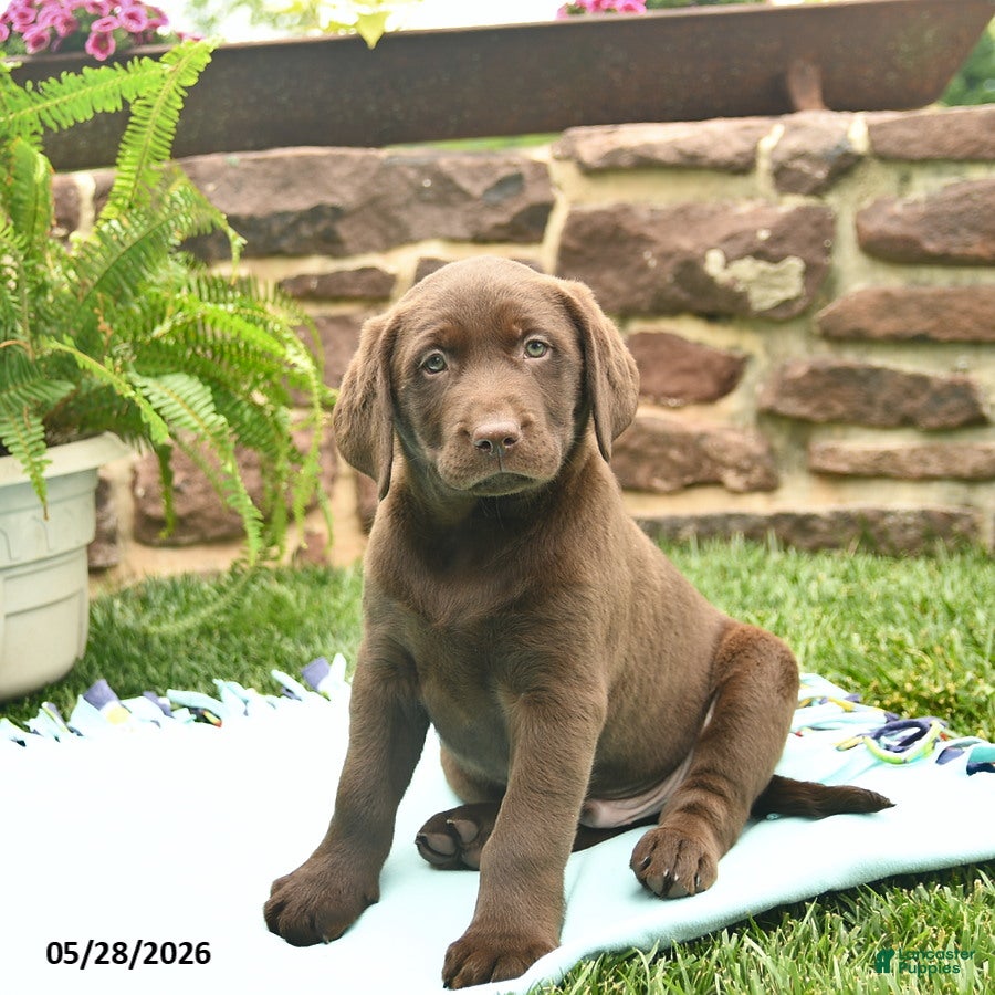 Labrador Retriever dogs Loki  - Ad 1