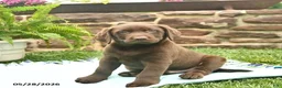 Labrador Retriever dogs for sale: Loki  - Ad 1