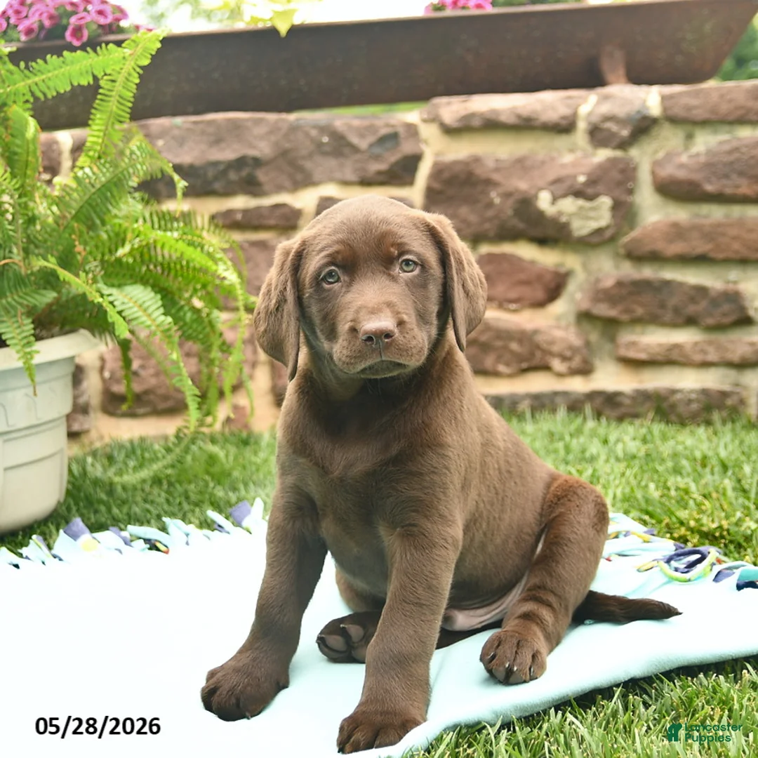 Labrador Retriever dogs for sale: Loki  - Ad 1