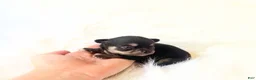 Chihuahua dogs for sale: AKC Austin - Ad 3