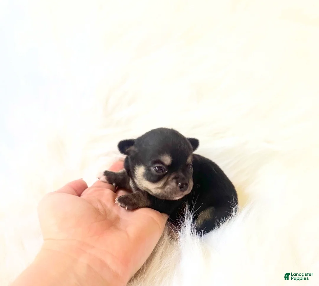 Chihuahua dogs for sale: AKC Austin - Ad 3