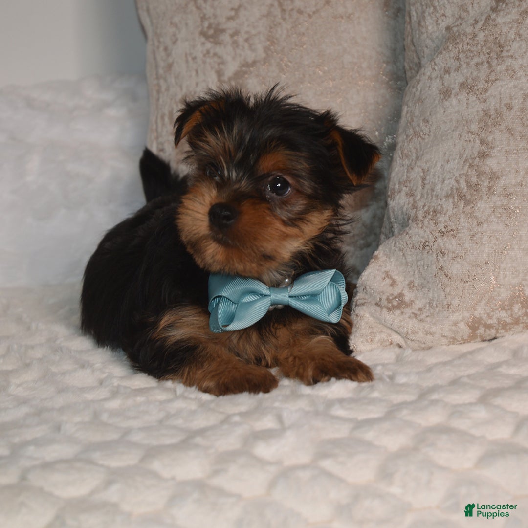 Yorkshire Terrier dogs for sale: Dash - Ad 6