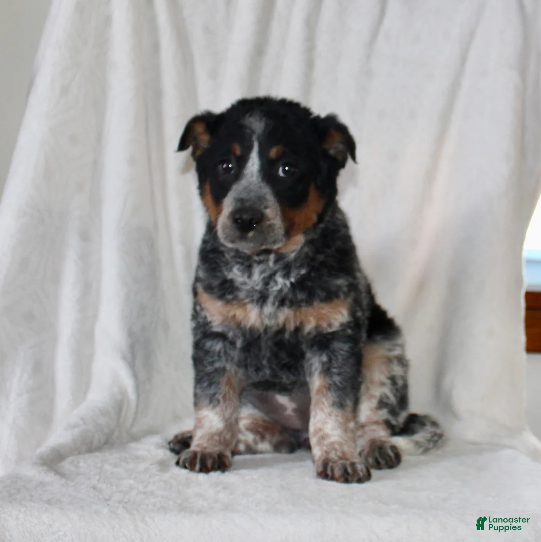 Australian Cattle Dog dogs for sale: Wendy - Ad 2