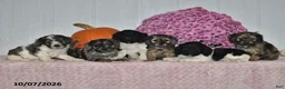 Cockapoo dogs for sale: Rover - Ad 3