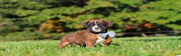 Boxer dogs for sale: Benji - Ad 4