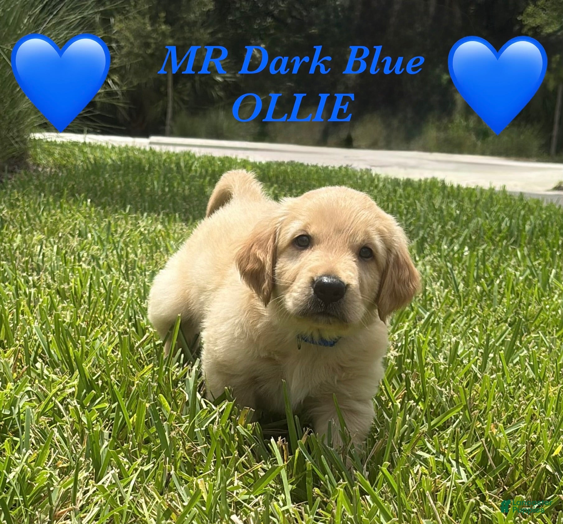 Golden Retriever dogs Golden Blue Olie - Ad 19