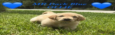 Golden Blue Olie