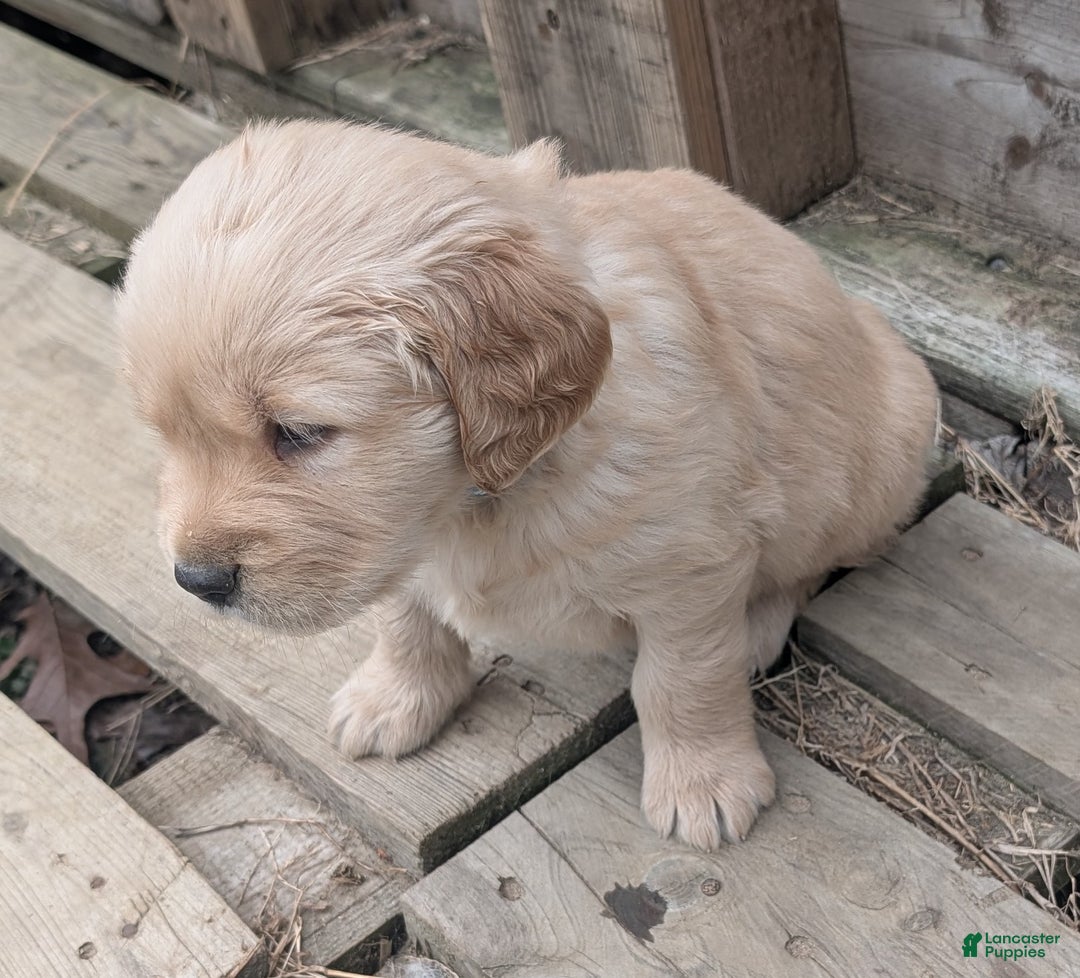Golden Retriever dogs for sale: Rocky - Ad 7