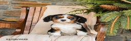 Cavalier King Charles Spaniel dogs for sale: Milkyway - Ad 3