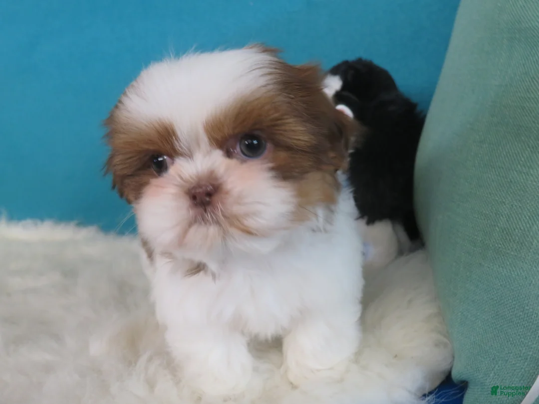 Shih Tzu dogs for sale: Ruby - Ad 2