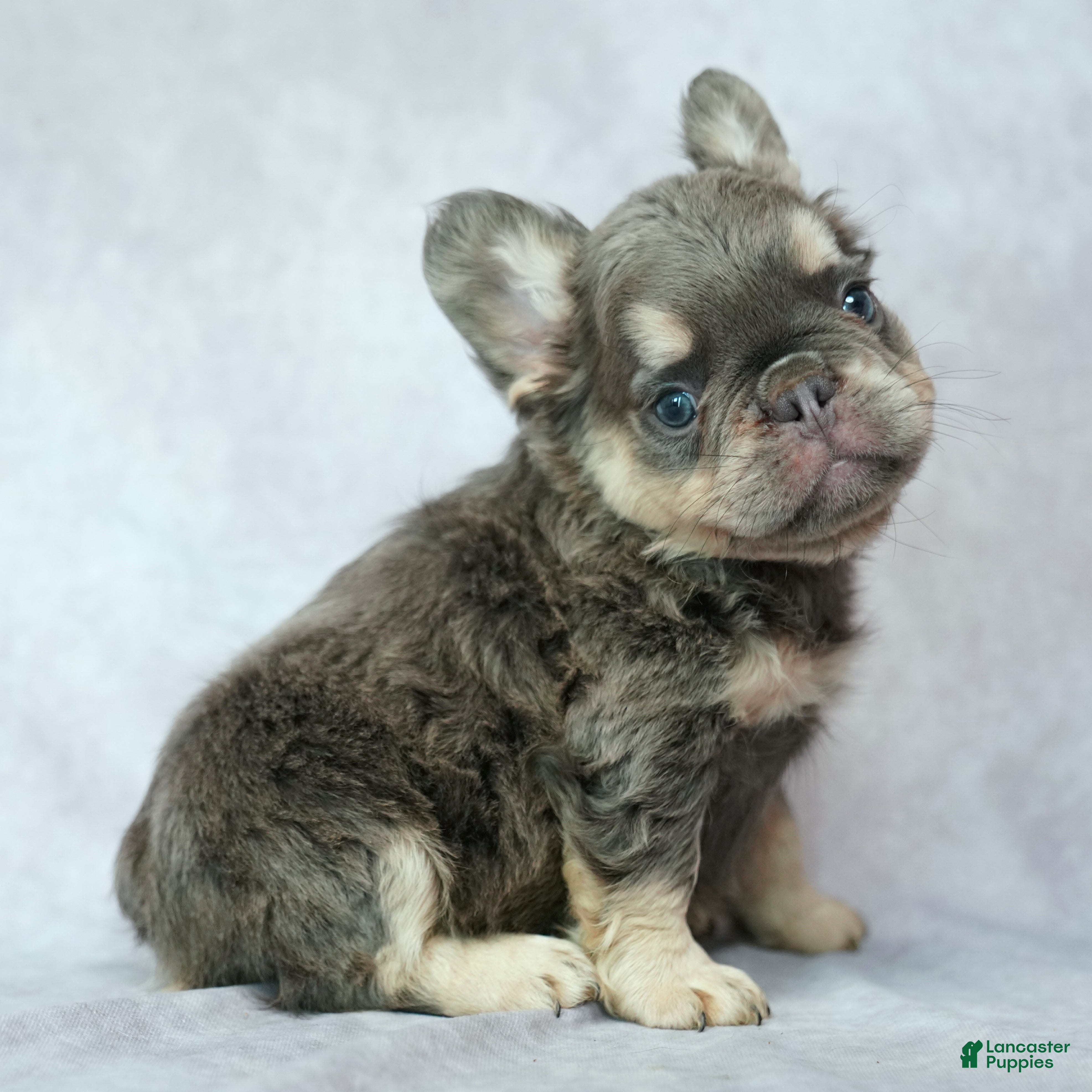 French Bulldog dogs Bruno - Ad 1