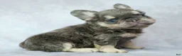 French Bulldog dogs for sale: Bruno - Ad 1