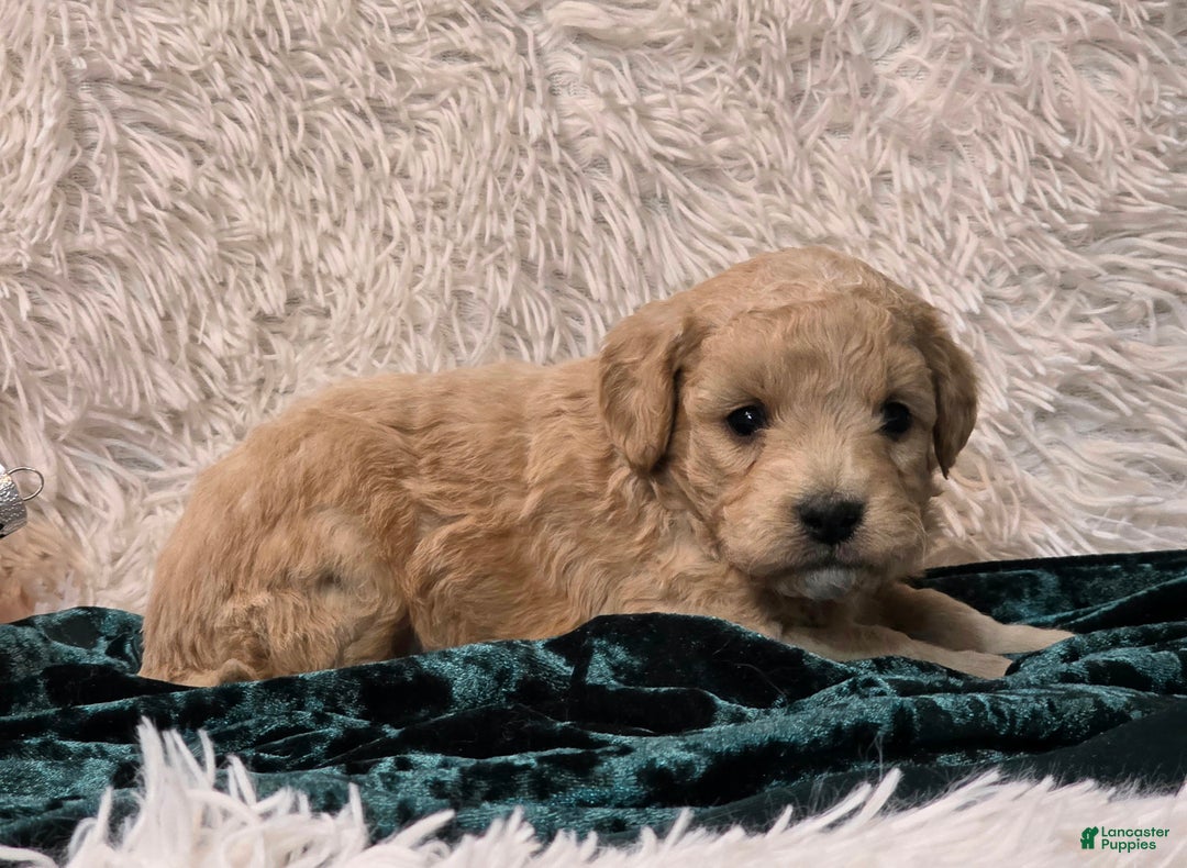 Mini Goldendoodle dogs for sale: Holly - Ad 2