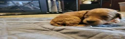 Mini Goldendoodle dogs for sale: lily - Ad 3