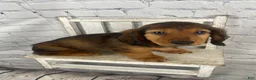 Miniature Dachshund dogs for sale: Dexter - Ad 4