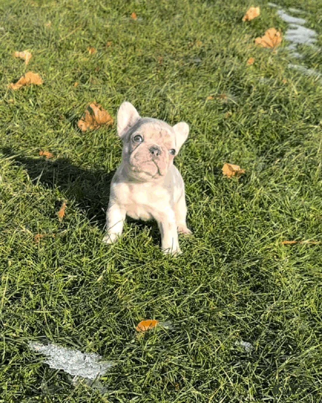 French Bulldog dogs for sale: Daisy  - Ad 8