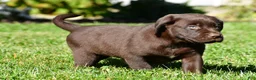 Labrador Retriever dogs for sale: Champ - Ad 4